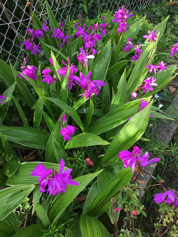 Bletilla striata